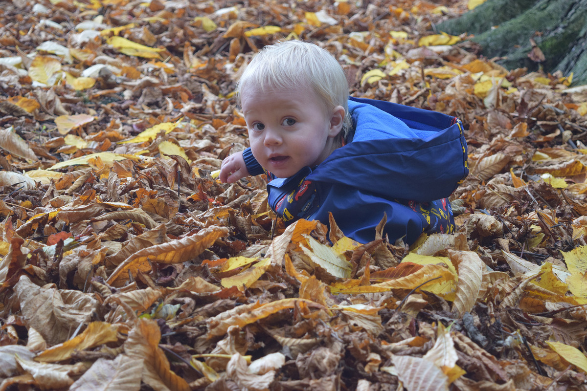 27 Searching for Conkers